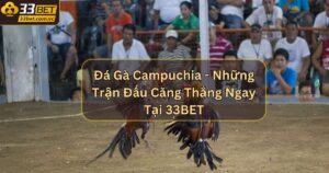 Đá Gà Campuchia - Những Trận Đấu Căng Thẳng Tại 33BET