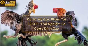Đá Gà Mỹ Cực Phẩm Tại 33BET - Trải Nghiệm Cá Cược Đỉnh Cao