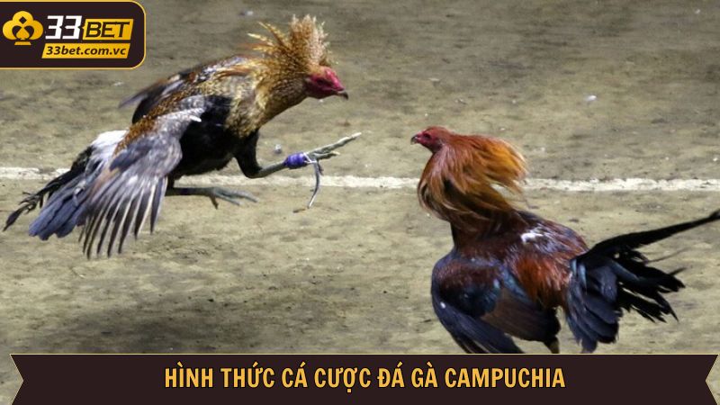 Đá Gà Campuchia - Những Trận Đấu Căng Thẳng Ngay Tại 33BET 3 Tổng hợp về những loại hình đá gà Campuchia