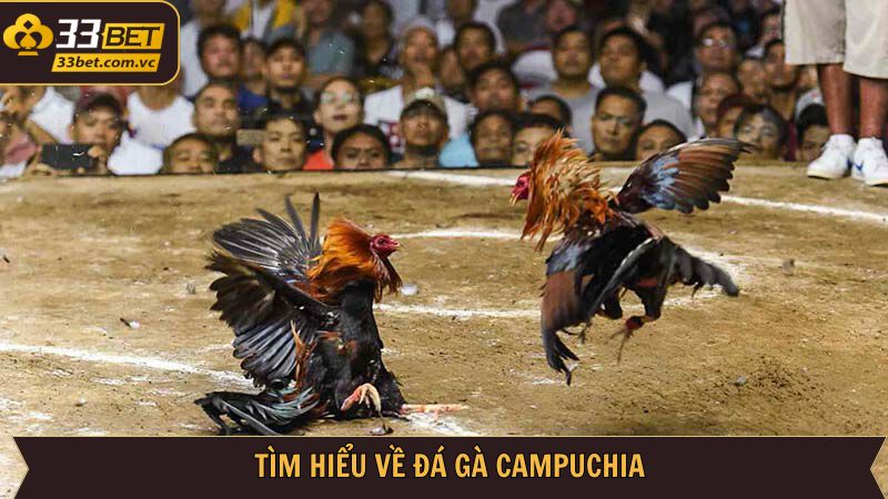 Đá Gà Campuchia - Những Trận Đấu Căng Thẳng Ngay Tại 33BET 2 Tìm hiểu thông tin liên quan đến đá gà tại Campuchia