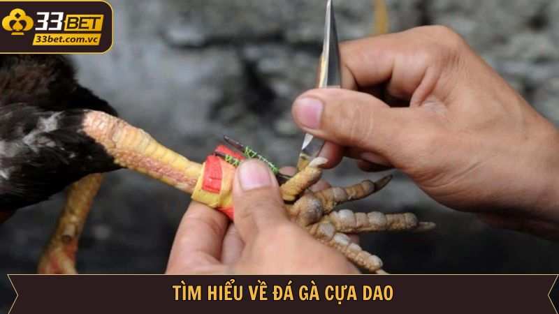 Đá Gà Cựa Dao - Bộ Môn Hấp Dẫn Lôi Cuốn Thành Viên Tại 33BET 2 Đôi điều về chọi kê cựa dao