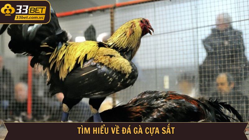 Đá Gà Cựa Sắt 33BET - Thỏa Mãn Đam Mê Giải Trí Đỉnh Cao 2 Nội dung sơ lược về loại hình chọi kê cựa sắt