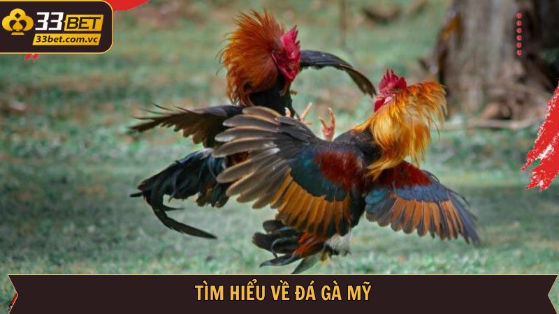 Đá Gà Mỹ Cực Phẩm Tại 33BET - Trải Nghiệm Cá Cược Đỉnh Cao 2 Tổng quan hình thức đá gà cực hot tại địa chỉ